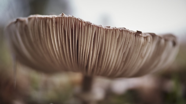 Closeup of a mushroom in a field at daytime with a blurry background