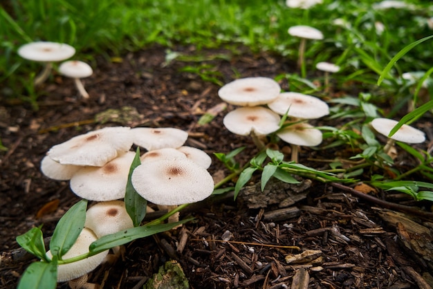 крупным планом гриб лето макро гриб