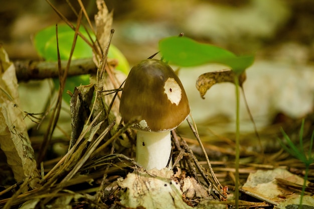 Free photo closeup of a mushroom