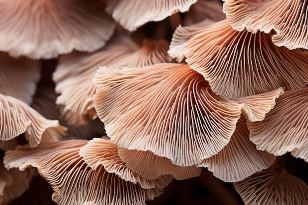 Closeup of mushrooms