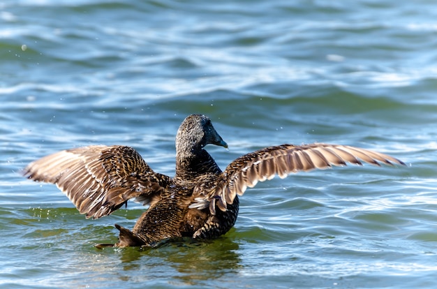 Closeup of a musk duck swimming in a lake under the sunlight