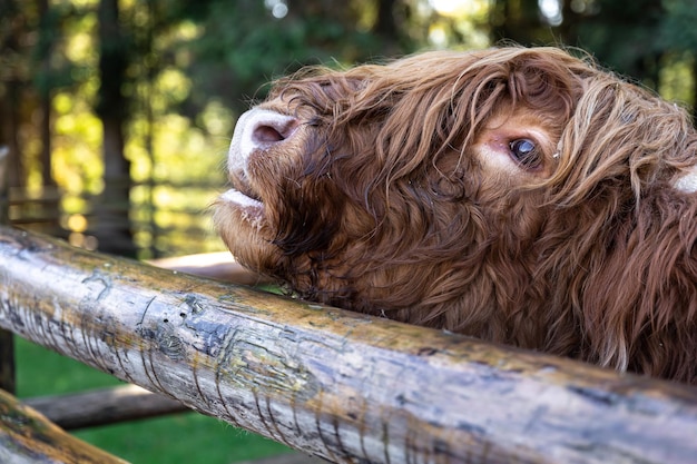 Closeup muzzle of a bull behind a wooden partition