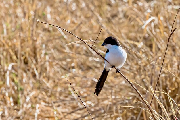 Closeup of a northern fiscal sitting on a branch under the sunlight