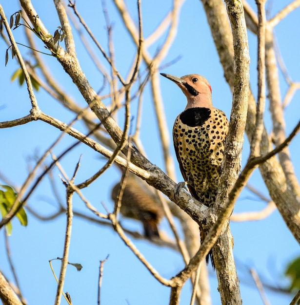 Closeup of a Northern flicker standing on a tree branch under a blue sky