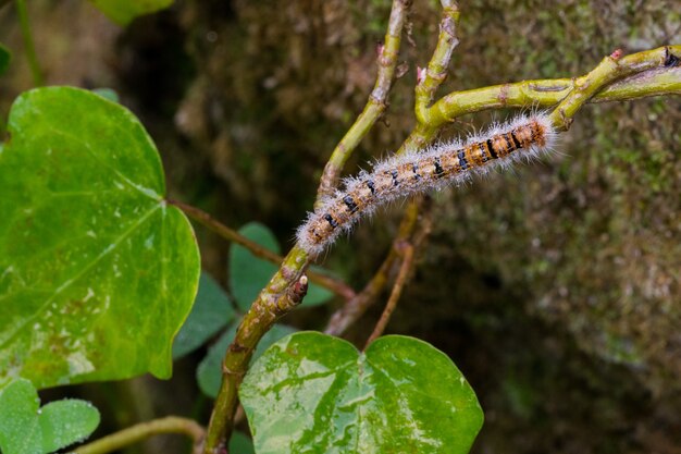 Closeup of an oak eggar caterpillar on a plant in a field with a blurry scene