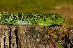 Free photo closeup of an ocellated lizard under the sunlight