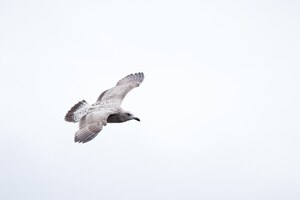 Бесплатное фото Крупный план красивой молодой большой черной чайки, летящей против белого неба