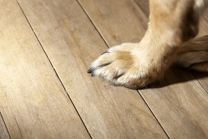 closeup of a dog's paw on wooden surface
