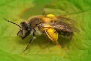 無料写真 緑の葉に花粉を持つ雌の鉱夫蜂アンドレナ アングスティオールのクローズ アップ