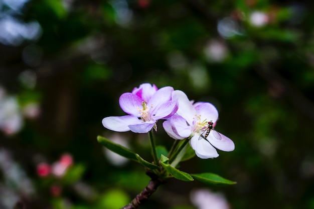 무료 사진 흐리게 자연 배경으로 melastome 꽃에 파리의 근접 촬영