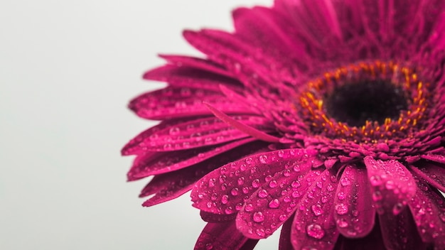 Бесплатное фото Крупный план цветка фуксии