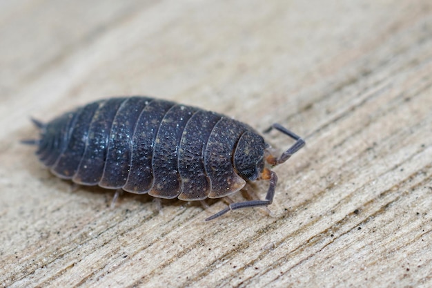 무료 사진 일반적인 거친 woodlouse, 도자기의 보라색 형태의 근접 촬영