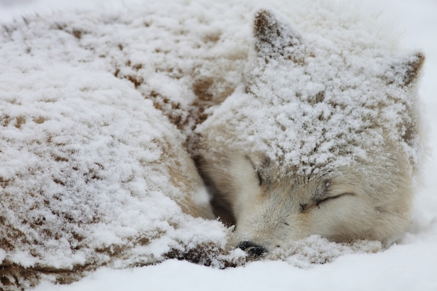 無料写真 日本の北海道で雪に覆われた眠そうなアラスカのツンドラオオカミのクローズアップ