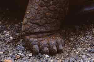 무료 사진 날카로운 손톱으로 땅에 거북이 발의 근접 촬영