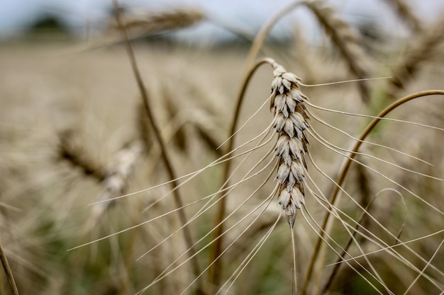 무료 사진 triticale 식물의 근접 촬영