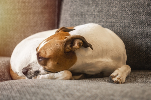ソファで休んでいる 茶色の斑点のある愛らしい若いアメリカのスタンフォード雑種犬のクローズ アップ プレミアム写真