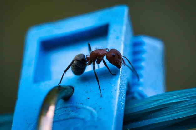 무료 사진 파란색 표면에 개미의 근접 촬영
