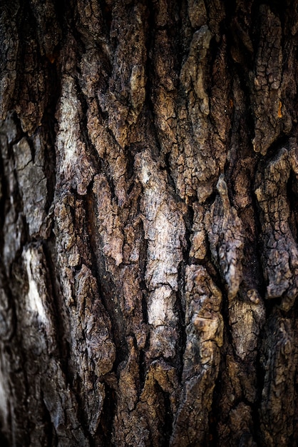 無料写真 樹皮の質感の拡大
