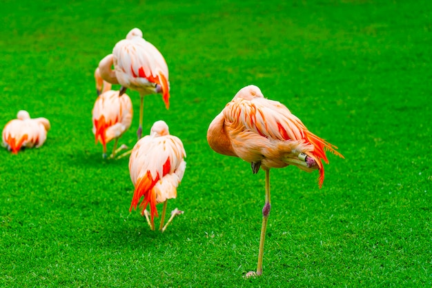Бесплатное фото Крупный план красивой группы фламинго на траве в парке