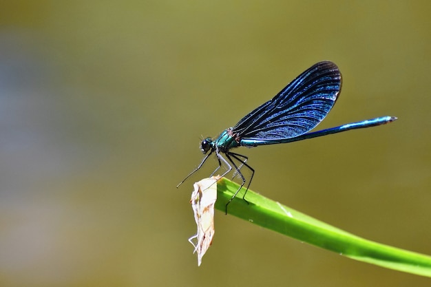 Бесплатное фото Макрофотография стрекоза calopteryx девственник