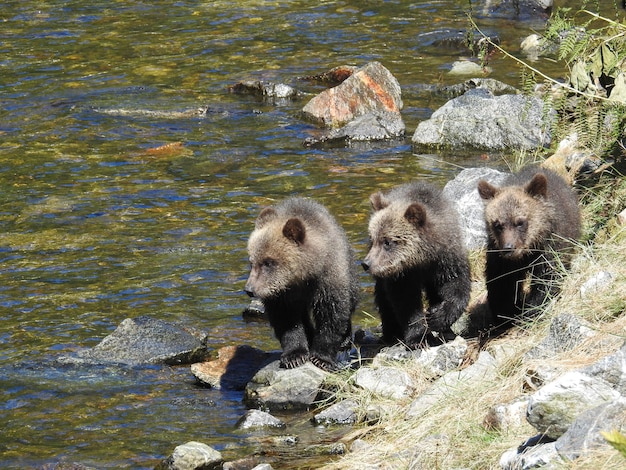 무료 사진 낮 동안 캐나다의 곰 기사 입구에 있는 새끼 회색곰