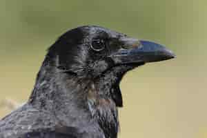 Бесплатное фото Крупным планом великолепный ворон с черными глазами