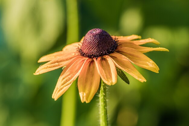 鉢植えのさまざまな種類の庭の花 ランドスケープデザインの花 ポットフラワーのカラフルなペチュニア プレミアム写真
