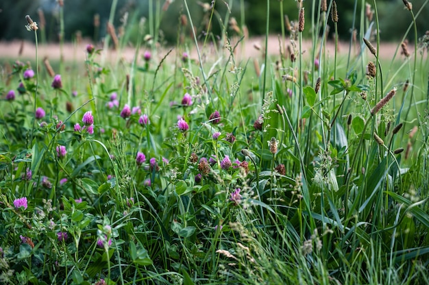 무료 사진 낮에 햇빛 아래 필드에 잔디와 꽃의 근접 촬영