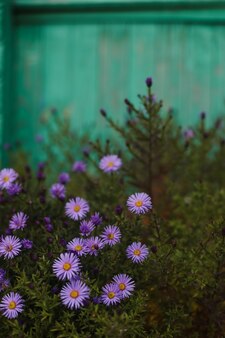 Крупным планом фиолетовые цветы астры в осеннем саду выборочный фокус