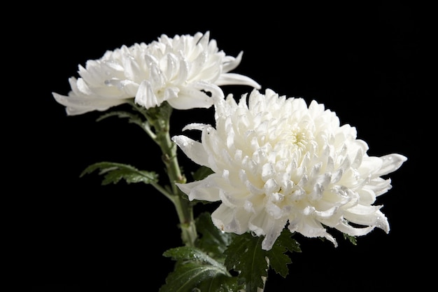 Бесплатное фото Крупным планом белые хризантемы