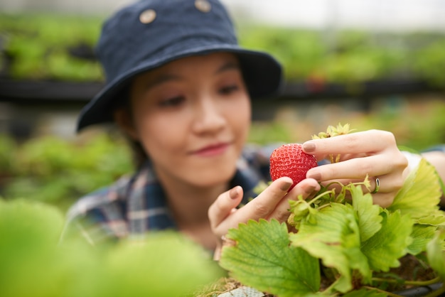 無料写真 大きなイチゴを保持している若いアジアの農家のクローズアップ、赤の成熟したベリーに焦点を当てる