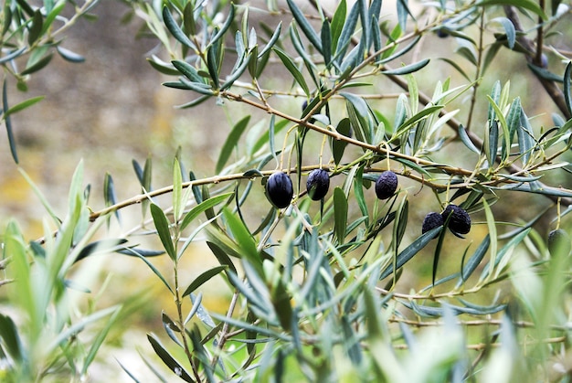 Primo piano di vecchie olive sul ramo