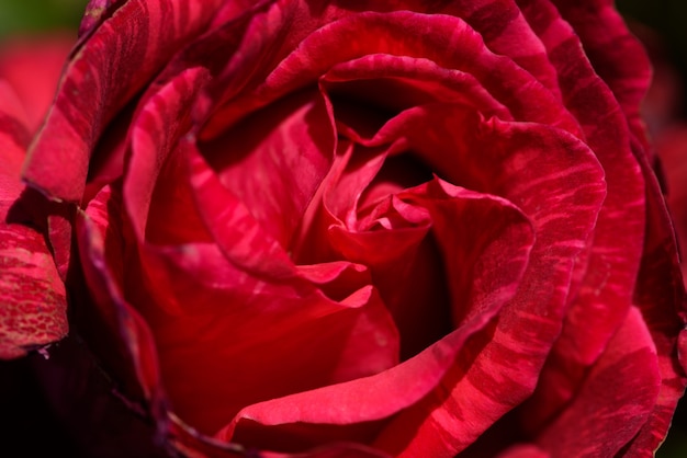 Closeup of one red rose with imperfect petals.