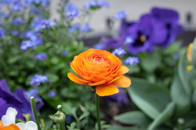 花壇でクローズアップオレンジ色の花ラナンキュラスラナンキュラス
