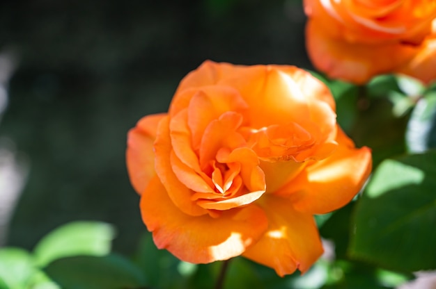 Closeup of Orange Garden Roses with Blurry Background