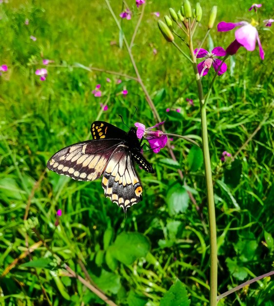 Closeup of an Oregon swallowtail on a flower in a field under the sunlight