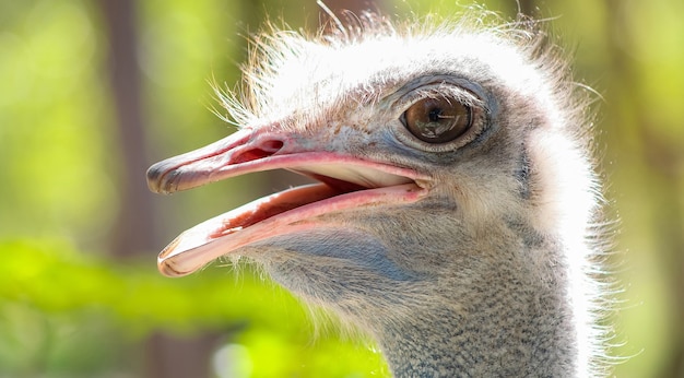 Closeup of an ostrich under the sunlight with a blurry setting