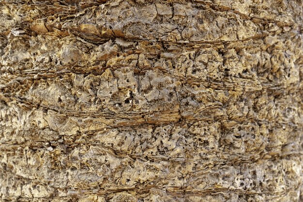 Closeup of a palm tree bark under the sunlight