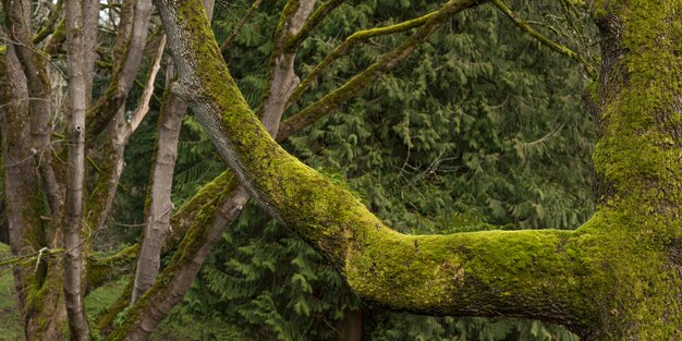 Closeup panoramic shot of moss limbs in a green forest during daytime