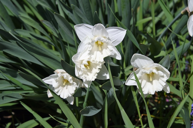 緑に囲まれたPaperwhite水仙の花のクローズアップ