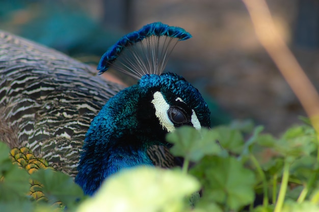 Closeup of a peacock surrounded by greenery