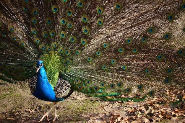 Closeup of a peacock with open feathers in a field under the sunlight