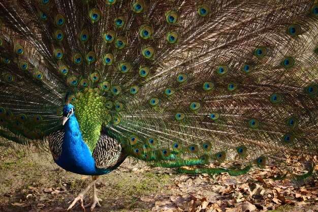 Closeup of a peacock with open feathers in a field under the sunlight