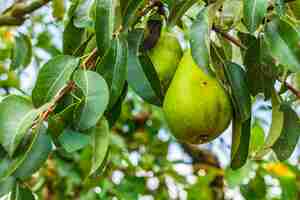 Free photo closeup of pears on tree branches surrounded by greenery