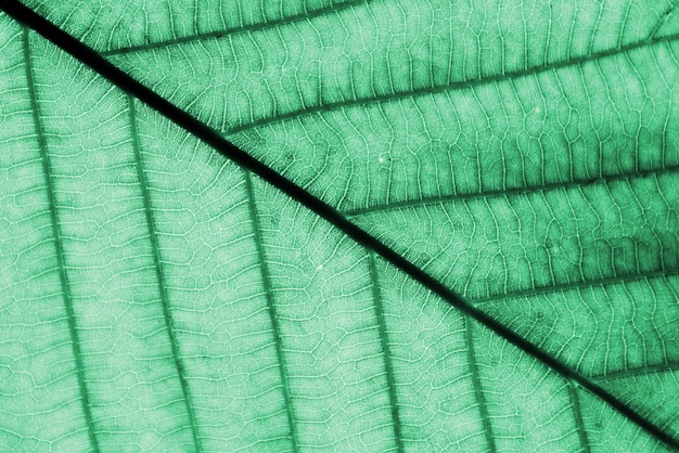クローズアップ​の​完璧な​緑​の​葉​の​パターン