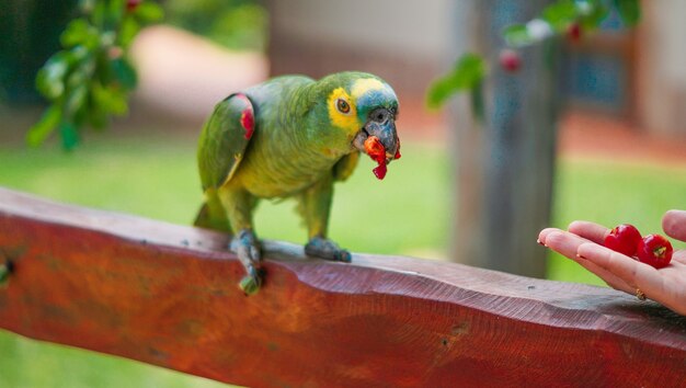 Closeup of a person feeding a turquoise-fronted amazon standing on a wooden fence under the sunlight