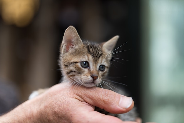 愛らしい小さな子猫を持っている人のクローズアップ