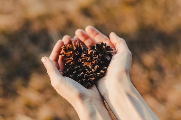 Closeup of a person holding pine cones in a field under the sunlight