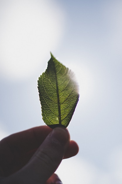 Крупным планом пальцы человека, держа маленький зеленый лист на фоне неба