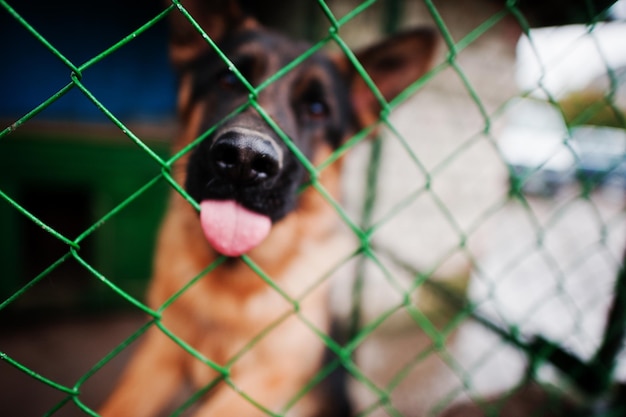 Free photo closeup photo of a dog's snout in a cage